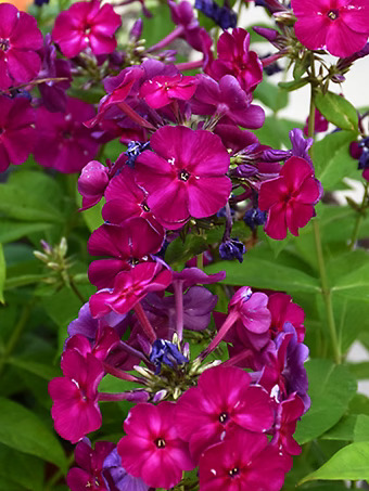 Flame® Pro Cerise Phlox