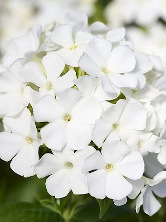 Flame® Pro White Phlox