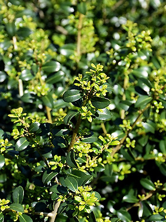 Green Luster Japanese Holly