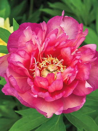 Julia Rose Peony