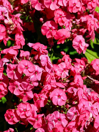 Ka-Pow Pink Phlox