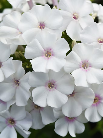 Ka-Pow White Phlox