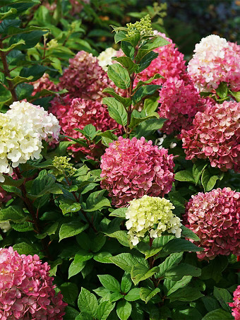Little Lime Punch Hydrangea