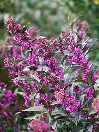 Pearl Glam® Beautyberry