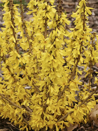 Show Off® Sugar Baby® Forsythia