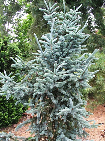 Vanderwolf's Blue Pyriamid Spruce