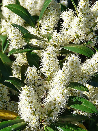 Cherry Laurel
