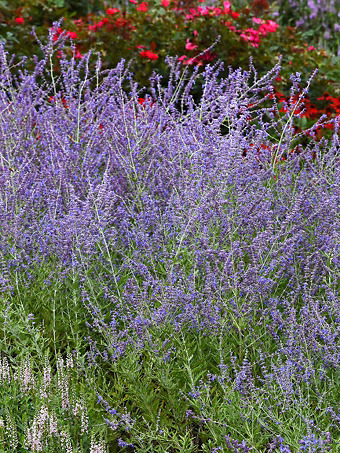 CrazyBlue Russian Sage