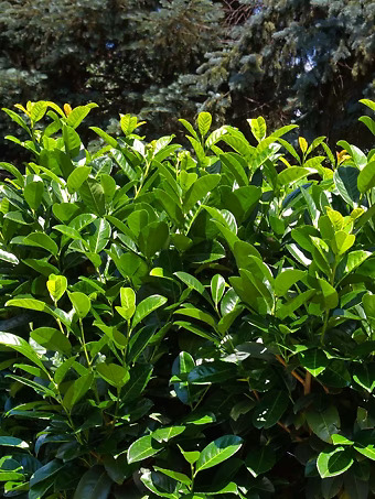 English Laurel