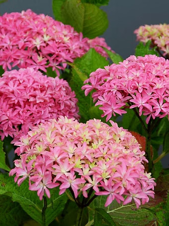 Inspire Mophead Hydrangea