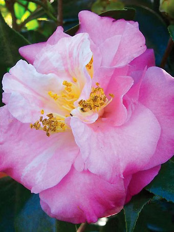 Junior Miss Camellia