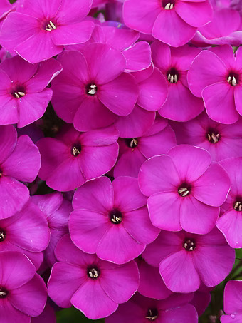 Ka-Pow Purple Phlox