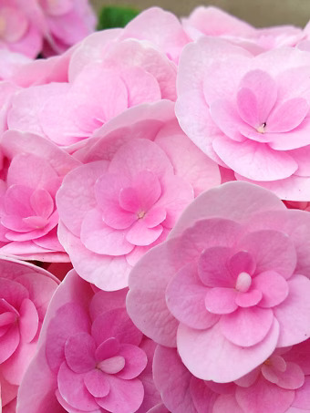 Love Hydrangea