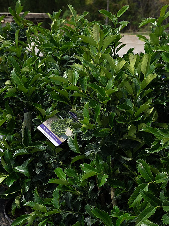 My Lady™ Purple Holly