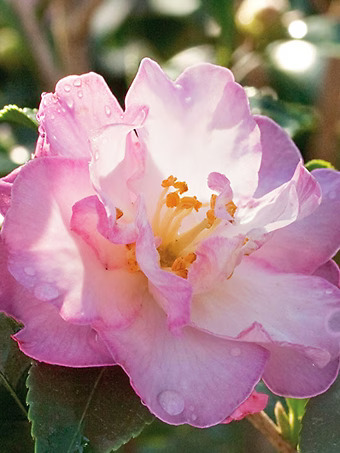 October Magic® Orchid Camellia