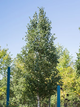 Parkland Pillar® Birch