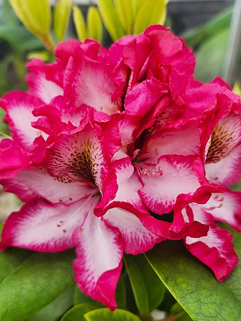 Pomegranate Splash Rhododendron