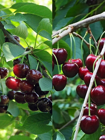 Romeo & Juliet Dwarf Cherry Pair (Two Trees)