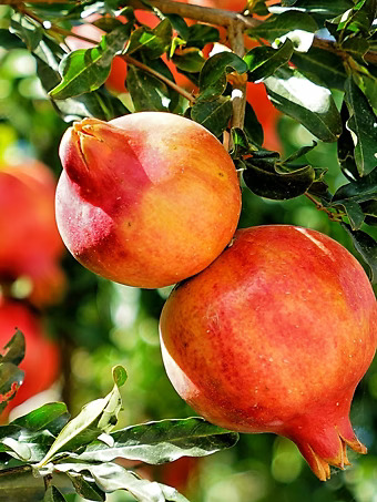 Salavatski Pomegranate