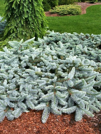 Spreading Colorado Blue Spruce