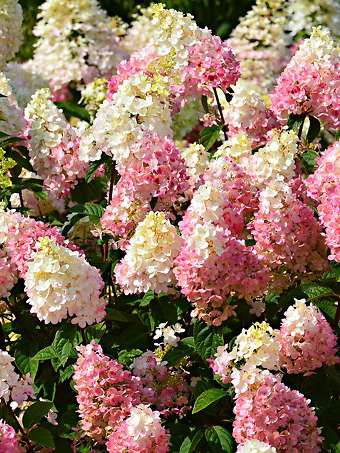 Sundae Fraise Hydrangea
