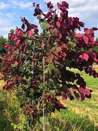 Velvet Hearts Redbud