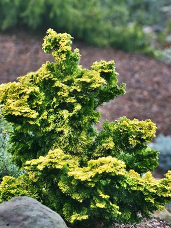 Verdoni Hinoki Cypress