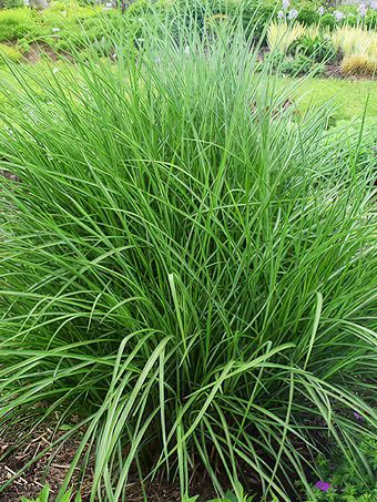 Autumn Anthem Maiden Grass
