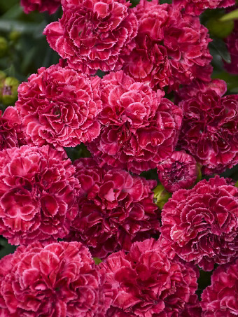 Fruit Punch® Raspberry Ruffles Dianthus