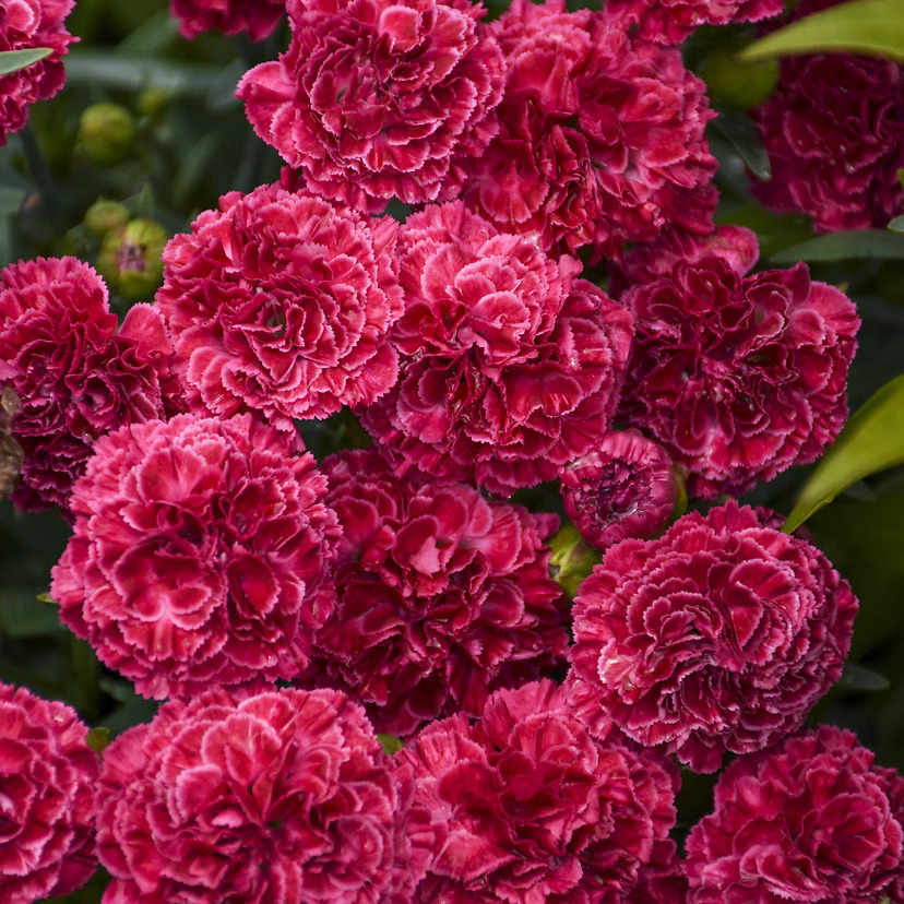 Wilko Raspberry Ruffles Fruit Punch® Raspberry Ruffles Dianthus For Sale Online | The Tree Center