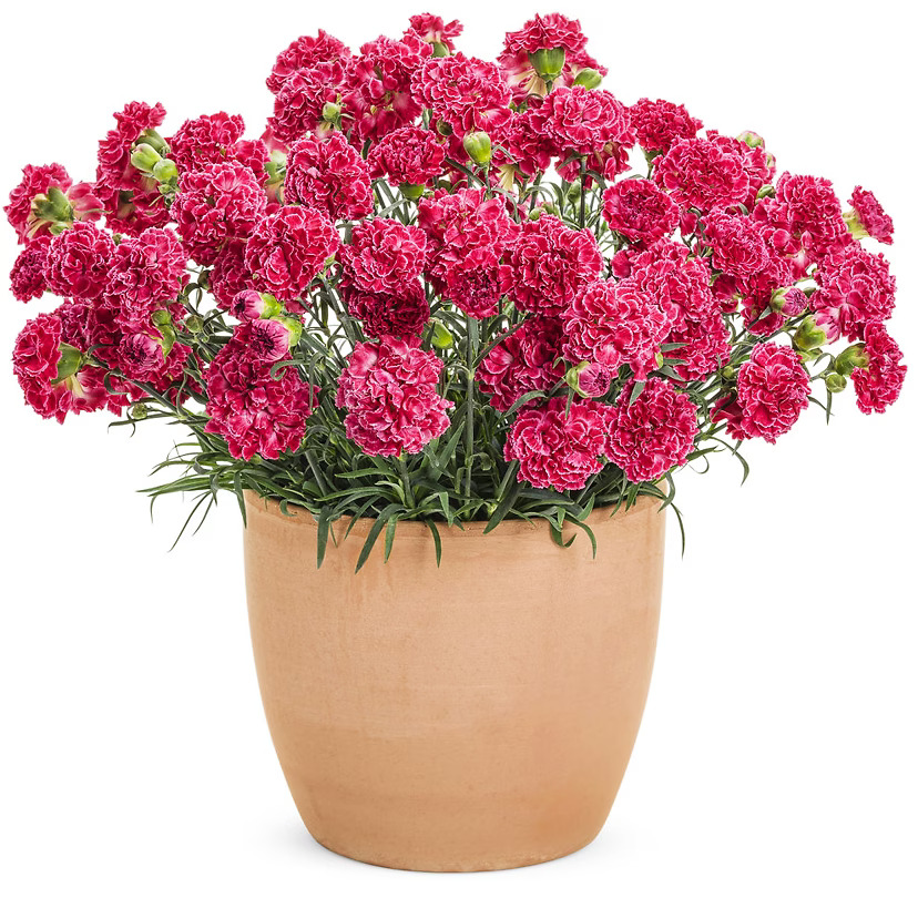 Wilko Raspberry Ruffles Fruit Punch® Raspberry Ruffles Dianthus For Sale Online | The Tree Center