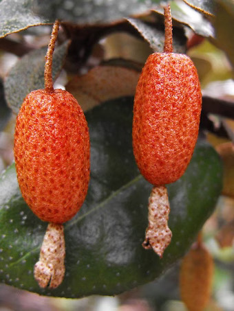 Fruitland Silverberry