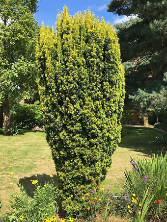 Golden Irish Yew