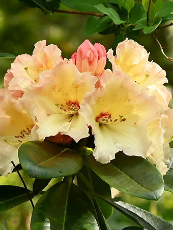 Horizon Monarch Rhododendron