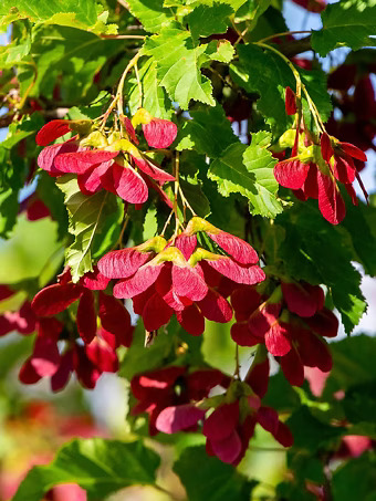 Hot Wings® Tatarian Maple