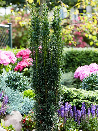 Irish Yew