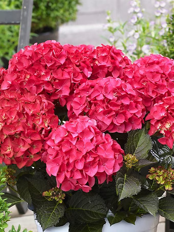 Tuxedo® Pink Hydrangea