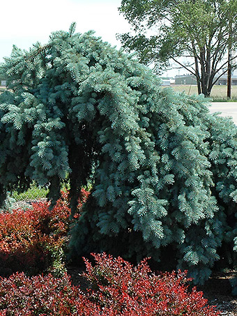 Weeping Blue Spruce - Tree Form