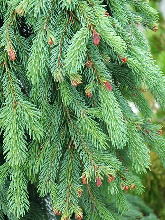 Weeping White Spruce - Tree Form