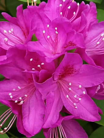 Anah Kruschey Rhododendron
