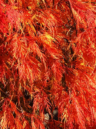 Autumn Fire Japanese Maple