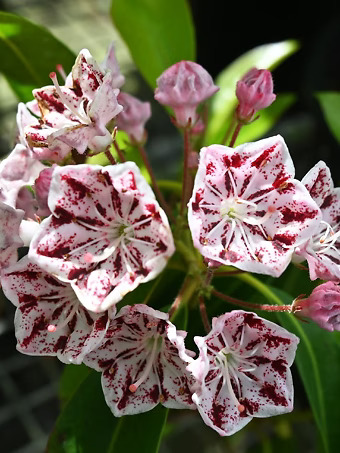 Carousel Mountain Laurel