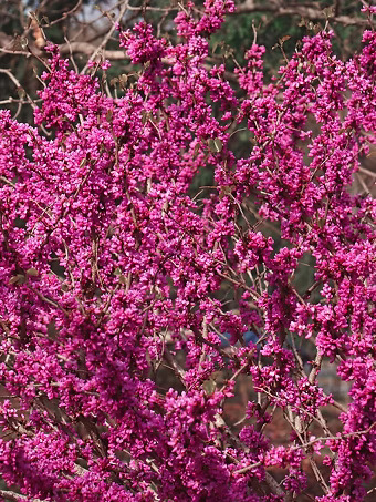 Don Egolf Redbud