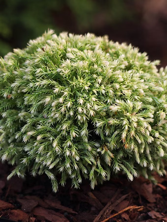 Fairy Puff Sawara Cypress