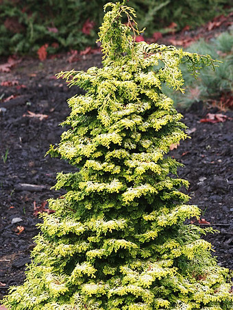 Golden Pillar Hinoki Cypress