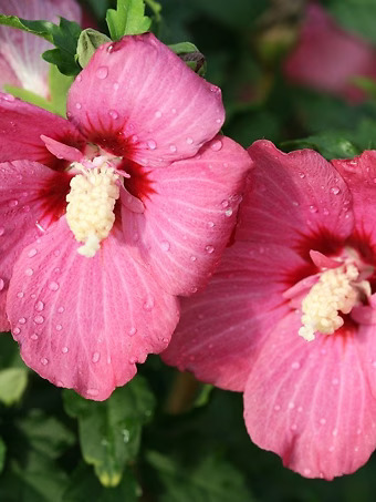 Lil' Kim® Red Hibiscus