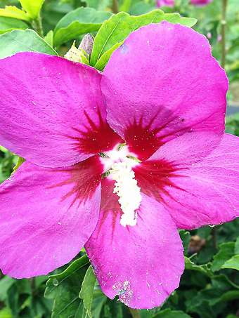Lil' Kim® Violet Hibiscus