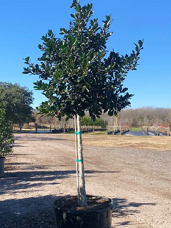 Nellie Stevens Holly - Tree Form