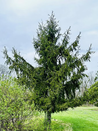 Nodding Oriental Spruce