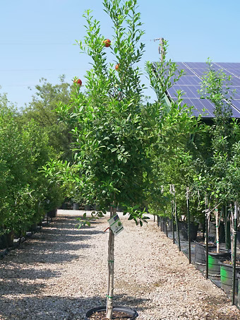 Savannah Holly - Tree Form